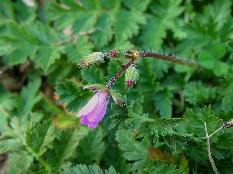 Erodium cicutarium / Becco di gr comune